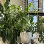 シンプルに憧れて