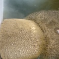 【衝撃映像】風呂釜掃除でヘドロドバドバ大噴出!?家族もドン引きの光景に…