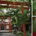 どくだみ