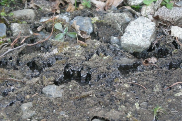 Fluffyの裏庭だより 11年01月