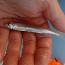 土岐川漁協管内の竜吟湖