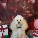 【トリミングブログ】ぽっけくん🐶