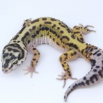 爬虫類クラブJ新潟店