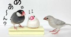 みんな何文鳥？