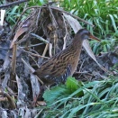 クイナを見つけました