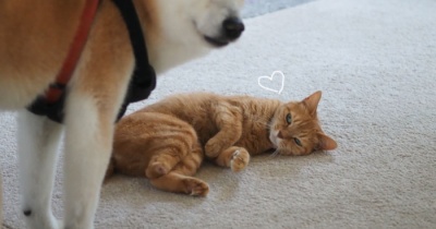 行くてをブロックする猫