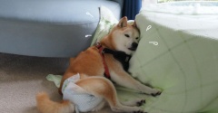 ハマっちゃった〜ぁ。