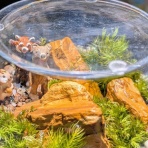 天然食材探しへ近くに気軽に出かけよう！