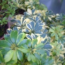 現代住宅植栽考・改訂版　第46回