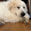 サマンサのその後🌀