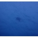 ウネリあれど、青く暖かい海