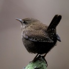 『投稿：さえずりの美しいミソサザイと使用機材へのこだわり　2026/03/23』の画像