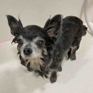 チワワ シャンプーセット アリオ上田店 大津