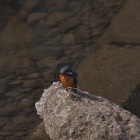 『投稿：AFボーグ55FL＆90FLによるカワセミ　2022/03/25』の画像