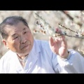 ウイスキー樽で梅干し　水戸の3代目が挑む不易流行　観光梅園も