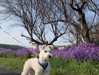 春ですね🌸🌸🌸ハローとシューマです🌸