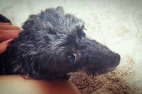 繁殖引退犬 メグ