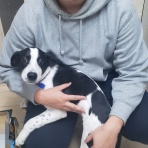 GUNDOG RESCUE CACI 活動ブログ