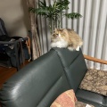 うれしいおばあちゃん