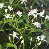 『第68回ナノプラネットゼミの案内』の画像