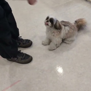 犬の幼稚園　アットホームblog