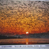 『伊豆沼・内沼の自然フォトコンテスト入賞作品等の展示📸』の画像