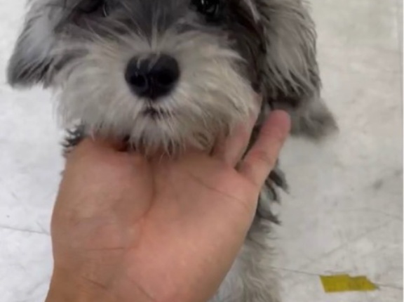 今日のレスキュー犬達、猫達もいます。