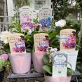＊花苗も多肉も爆買いの秋｜鉢と肥料の選び方