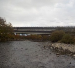 札内川（大正橋下流）の渓魚（２０２５年１０月）