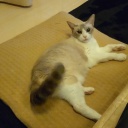 ɴ�Ѥǥ��ƥ�βФФ��ߥȥ󥰤���äƤ��������������(��0��;�� ����������ɴ�Ѥ������ˤ�ʤ�(*^_^*)