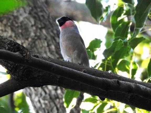 2025年11月14日の野鳥公園