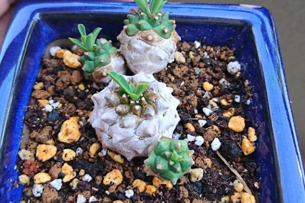 多肉と過ごす 花を咲かせて 17