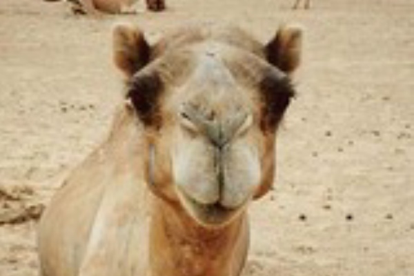 砂漠の動物 心理テスト のこのこblog