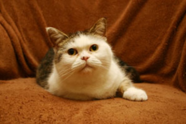 まこという名の不思議顔の猫 アーカイブ