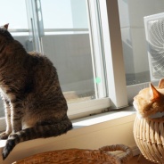 世界猫の日2026、現在のわがにゃ。