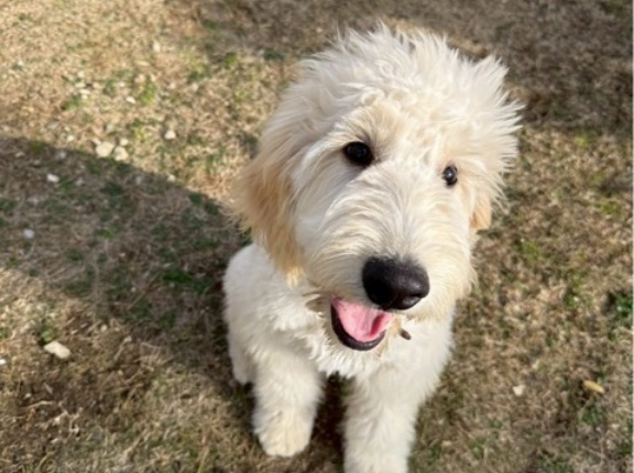 ドゥードルのだいだい君　正式譲渡になりました。