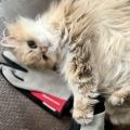 晴れ晴れかのんちゃん。