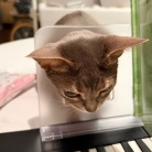 飼い主のピアノに興味津々すぎる猫たち