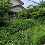 『「草~」と人生初「ラーショ」』の画像