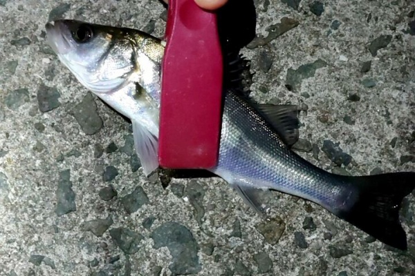 フィッシング流法 釣れない徒然日記 灘浜 大阪ガス