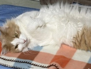 噛み癖がある猫が噛んでいたものと生ノースマン