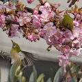 河津桜にメジロ