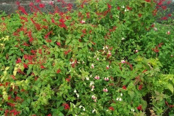 Berryの菜園日記 ハーブ