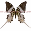 オオオナガタイマイ♀ (スラウェシ) Graphium androcles androcles