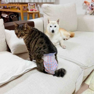 かぼすちゃんとおさんぽ。