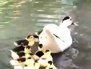 アヒルの親子が水面を泳ぎ出す。ボクも行く～！ → １匹、ちょっと違います…