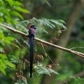 埼玉某所にあの野鳥を探しに行きました！