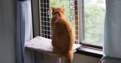 庭に予期せぬ来訪者