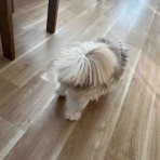 ふー と 菜種 の夢日記