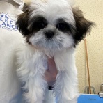 ペットショップワンラブ イオン石狩緑苑台店のスタッフブログ～在籍の子犬子猫やトリミングの情報を公開！新入荷商品の情報も要チェックですよ(^^♪